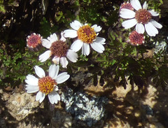 Perityle coronopifolia