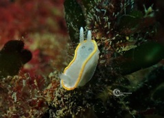 Diaphorodoris alba