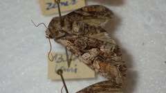 Lacanobia contigua