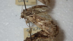 Lacanobia contigua