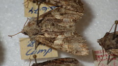 Lacanobia contigua