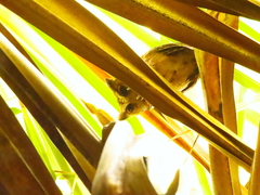 Otus lempiji