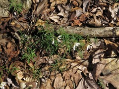 Cardamine dissecta