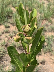 Pachycarpus asperifolius