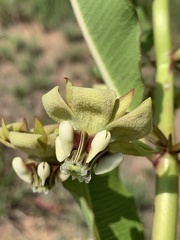 Pachycarpus asperifolius