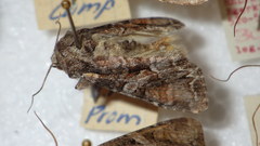 Lacanobia contigua