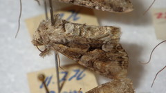 Lacanobia contigua