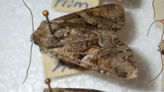Lacanobia contigua