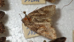 Lacanobia contigua