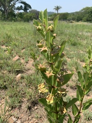 Pachycarpus asperifolius