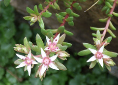 Sedum cockerellii