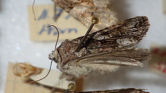 Lacanobia contigua