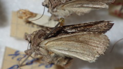 Lacanobia contigua