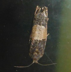 Epiblema glenni