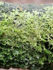 Metzgeria consanguinea