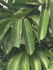 Heptapleurum heptaphyllum