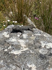 Hemicordylus capensis