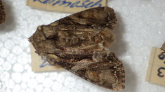 Lacanobia contigua