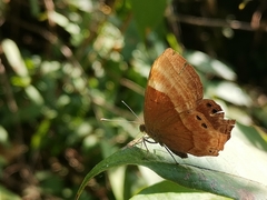 Abisara bifasciata suffusa