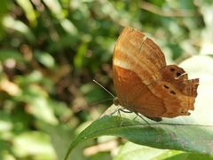 Abisara bifasciata suffusa