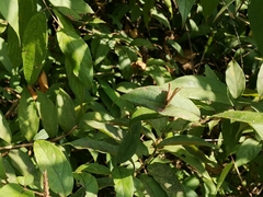 Abisara bifasciata suffusa