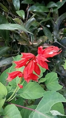 Salvia splendens