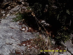 Allium marschalianum