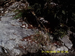 Allium marschalianum