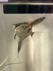 Pterophyllum