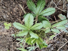 Potentilla kleiniana