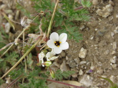 Leptosiphon chrysanthus decorus