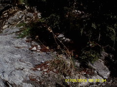 Allium marschalianum