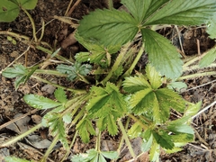 Potentilla kleiniana