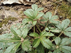 Potentilla kleiniana