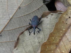 Cactophagus spinolae