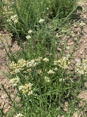 Helichrysum athrixiifolium