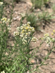Helichrysum athrixiifolium