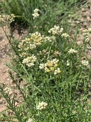 Helichrysum athrixiifolium