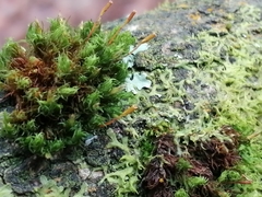 Ulota bruchii