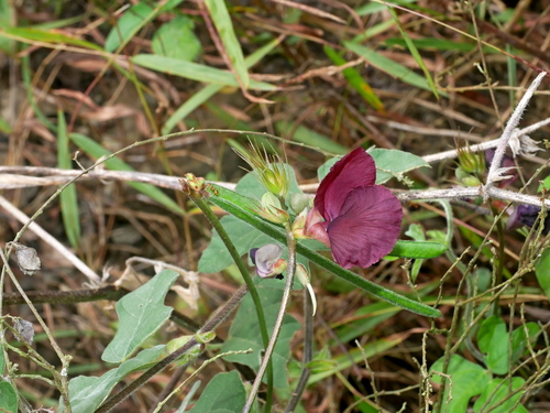 Image of Macroptilium bracteatum by (c) Jacy Chen, some rights reserved (CC BY)