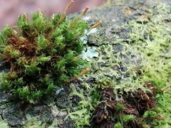 Ulota bruchii