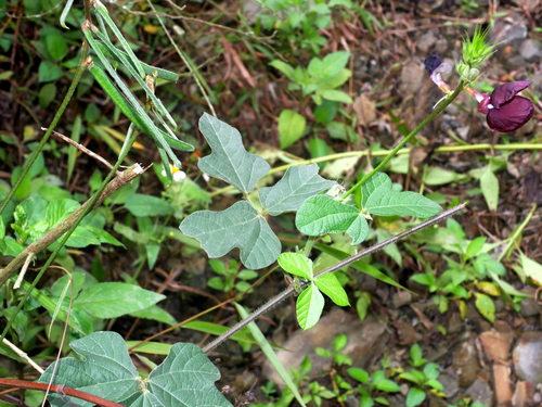 Image of Macroptilium bracteatum by (c) Jacy Chen, some rights reserved (CC BY)