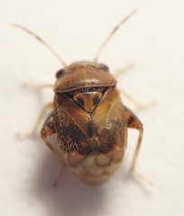 Orthotylinae