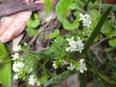 Asperula scoparia scoparia