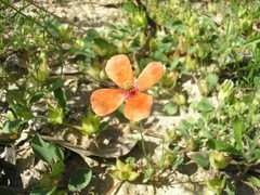 Papaver pinnatifidum