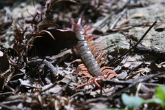 Scolopendra multidens