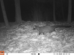 Paradoxurus musangus