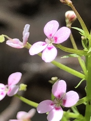Stylidium adnatum
