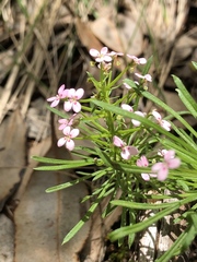 Stylidium adnatum