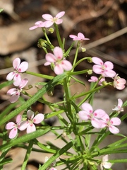 Stylidium adnatum